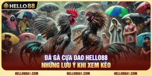Đá Gà Cựa Dao Hello88 – Những Lưu Ý Khi Xem Kèo