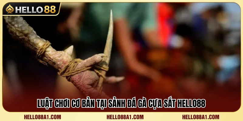 Đá Gà Cựa Sắt Hello88 – Lối Chơi Nhanh Và Khó Lường 3 Tìm hiểu luật chơi và cách tính kết quả