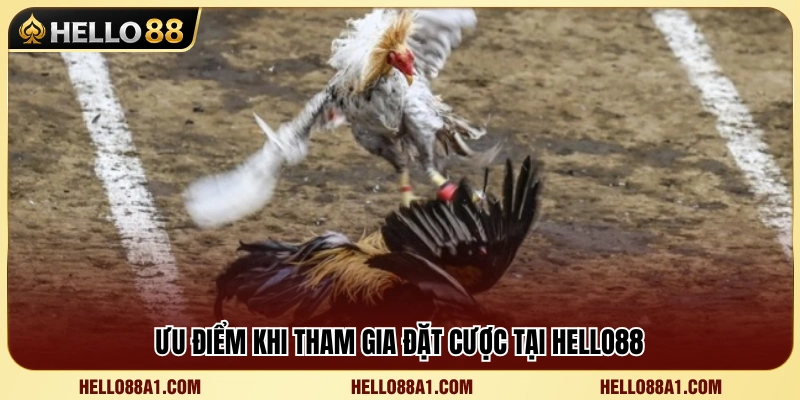 Đá Gà Cựa Sắt Hello88 – Lối Chơi Nhanh Và Khó Lường 4 Những lợi thế nổi bật khi cược đá gà tại Hello 88