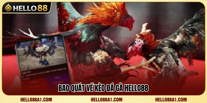 Tìm hiểu hệ thống kèo đá gà Hello88 