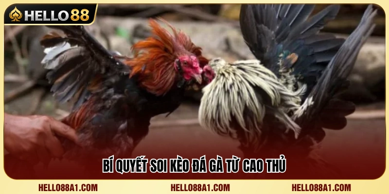 Kinh nghiệm soi kèo đá gà hiệu quả 