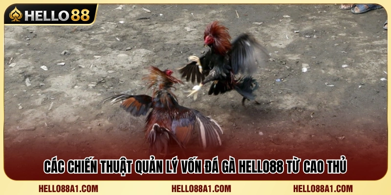 Bí Quyết Quản Lý Vốn Đá Gà Hello88 Để Luôn Bảo Toàn Nguồn Vốn 3 Kinh nghiệm quản lý vốn đá gà Hello88 từ người chơi lâu năm